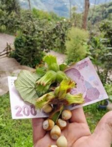 “Fındık Ancak Bu Şekilde 200 TL’yi Görür!”