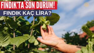 Fındık Fiyatlarında Son Durum!