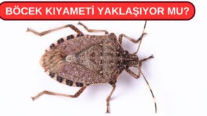 Böcek Kıyameti Yaklaşıyor mu?