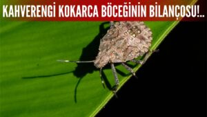 Kahverengi Kokarca Böceği Bunu da Yaptı! İşte Zararın Bilançosu..