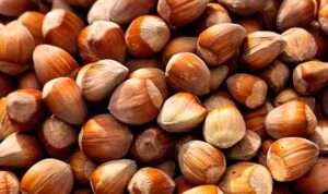 “Ordu’da Fındık Fiyatları Düşüşte: Üreticilerin Kaygıları Artıyor”