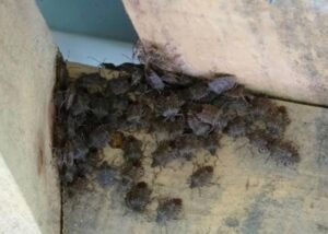 Ünye’nin Hangi Mahallesi Kokarca İstilasına Uğradı!