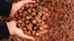 Ferrero Fındığa Fiyat Biçti! Üreticiler Kime Güvenecek?
