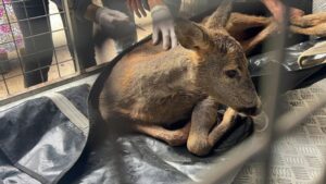 Fatsa’da Yaralı Karaca Kurtarıldı