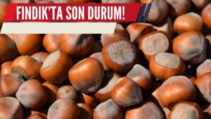 Fındık Fiyatları Randımana Göre Ne Kadar Geliyor?