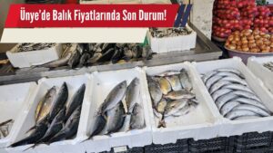 Yerli Hamsi Karaya Çıktı, Fiyatlar Ucuzlayacak!