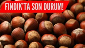 Fındık Fiyatları Rekor Seviyelere Ulaştı!