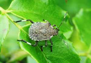 Şanlıurfa’da Kokarca Böceği Görüldü!