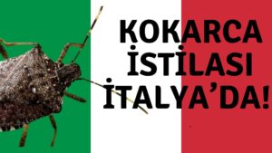 Kokarca İstilası İtalya’da !