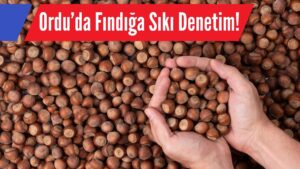 Ordu’da Fındığa Sıkı Denetim!