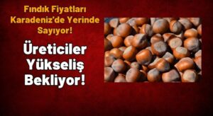 Fındık Fiyatları Karadeniz’de Yerinde Sayıyor, Üreticiler Yükseliş Bekliyor!