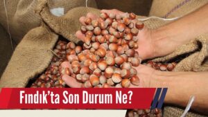 11 Kasım Fındık Fiyatları! Fındıkta Son Durum!