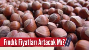 Fındık Fiyatları Artacak mı?