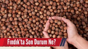 Fındıkta Son Durum Ne?