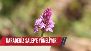 Fındık Üreticileri Salep Yetiştiriciliğine Yöneliyor! Kilosu 3 Bin TL!