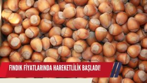 KARADENİZ’DE FINDIK FİYATLARINDA HAREKETLİLİK BAŞLADI!