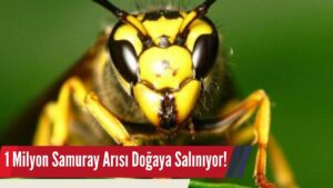 Amansız Savaşçı: 1 Milyon Samuray Arısı Doğaya Salınacak!