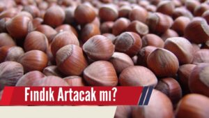 Fındık Fiyatları Artacak mı?
