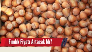 Fındık Artacak mı?