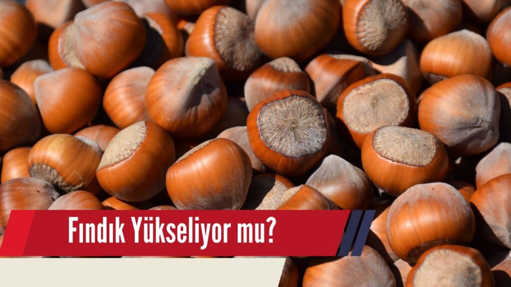 Fındık Üreticileri Yükseliş Bekliyor!