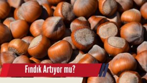Fındık Fiyatları Artıyor mu?
