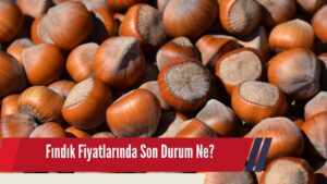 Karadeniz’de Fındık Fiyatlarında Hareketlilik Sürüyor!