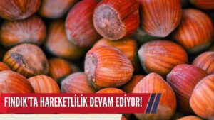Fındık Fiyatlarında Hareketlilik Devam Ediyor!