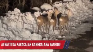 Aybastı’da Karacalar Kameralara Yansıdı!