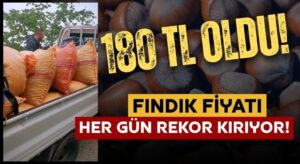 Ordu’da Fındık 185 TL’den Satıldı: Üreticiler Tepkili!