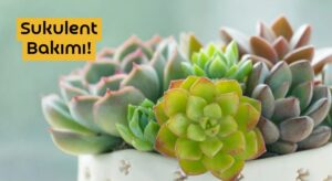 Sukulent Bakımı Nasıl Yapılır? Sukulent ne zaman sulanmalı?