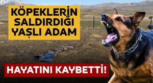 72 Yaşındaki Adamı Hayattan Kopardılar! Başıboş Sokak Köpekleri Vahşeti!
