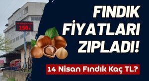 Fındık Fiyatı Zıpladı! 14 Nisan 2025 Ordu Giresun Düzce Trabzon Fındık Fiyatı!