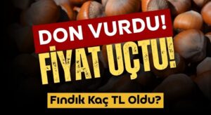 Fındık Fiyatları Uçuşa Geçti: Don Olayı Piyasayı Hareketlendirdi