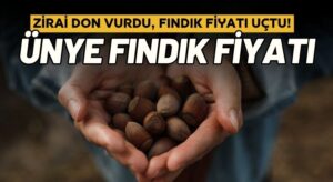 Ünye Fındık Fiyatı 16 Nisan 2025 fındık kaç tl oldu?