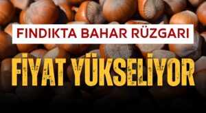 Fındıkta Bahar Rüzgarı: Üreticinin Yüzü Gülüyor