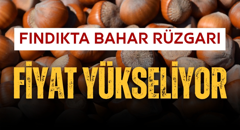 Fındıkta Bahar Rüzgarı: Üreticinin Yüzü Gülüyor