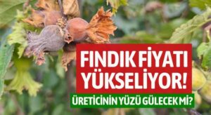 Üreticinin Yüzü Gülecek mi? Ordu’da Fındık Kaç TL Oldu?