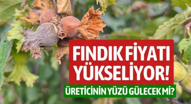 Üreticinin Yüzü Gülecek mi? Ordu’da Fındık Kaç TL Oldu?