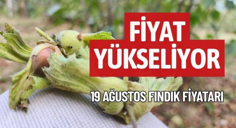 Ordu’da Fındık Fiyatı Yükseliyor! Üretici 300’ü Bekliyor! 19 Ağustos Fındık Fiyatı!