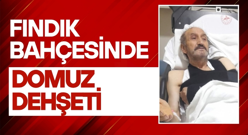 Fındık Bahçesinde Domuz Dehşeti