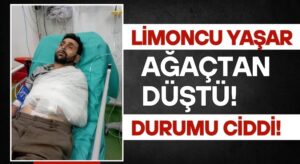 Amigo Yaşar Ağaçtan Düştü!