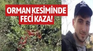 Fatsa’da Orman Kesimi Faciası: Genç İşçi Hayatını Kaybetti