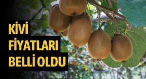 Ordu’da 2025 kivi fiyatları belli oldu