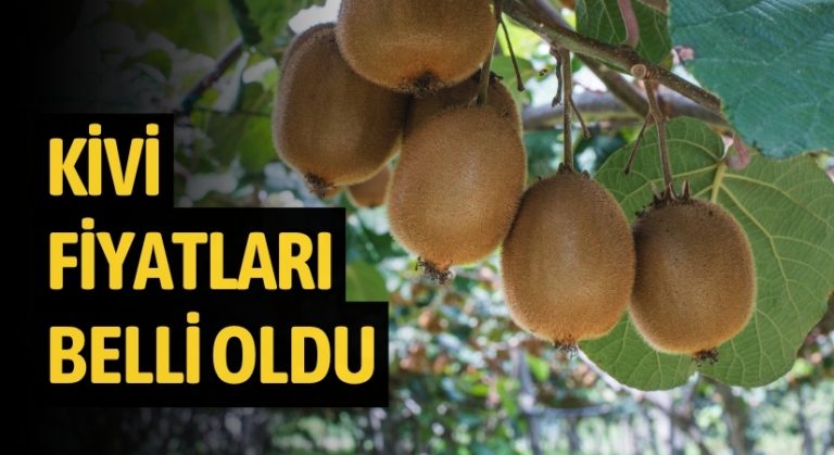 Ordu’da 2025 kivi fiyatları belli oldu