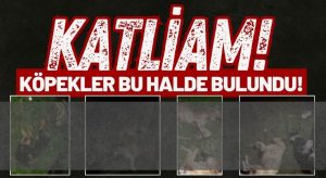 Köpek Katliamı: 9 Can Vahşice Öldürülmüş Halde Bulundu