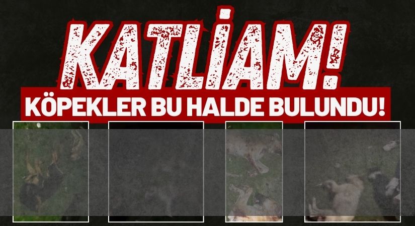 Köpek Katliamı: 9 Can Vahşice Öldürülmüş Halde Bulundu