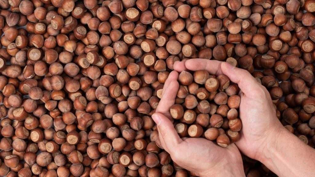 Fatsa’da Yılın Son Fındık Fiyatları Belli Oldu – 29 Aralık Fındık Fiyatları