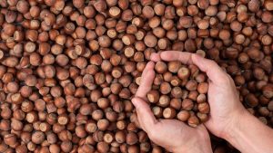 Fatsa’da Yılın Son Fındık Fiyatları Belli Oldu – 29 Aralık Fındık Fiyatları