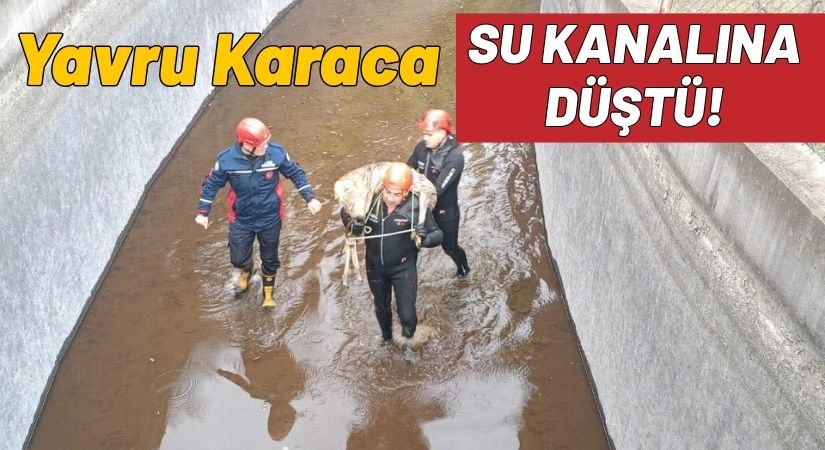 Akkuş’ta Su Kanalına Düşen Karaca İtfaiye Ekipleri Tarafından Kurtarıldı
