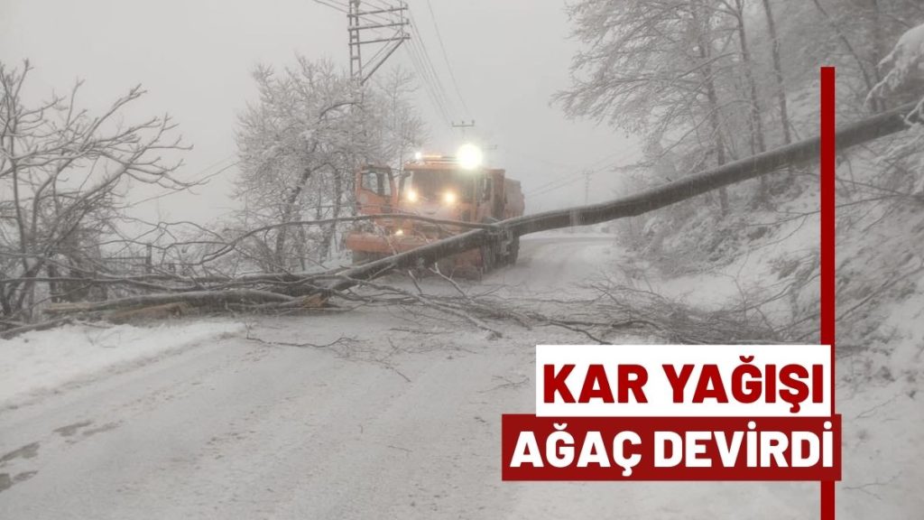 Fatsa–Aybastı Yolunda Ağaç Devrildi